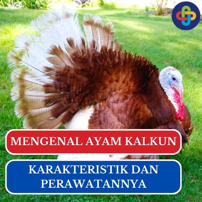 5 Potensi Peluang Bisnis Ayam Kalkun di Indonesia